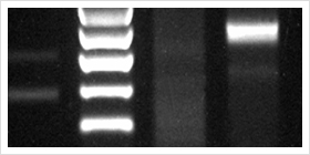 Molecular Weight Markers 9507CA
